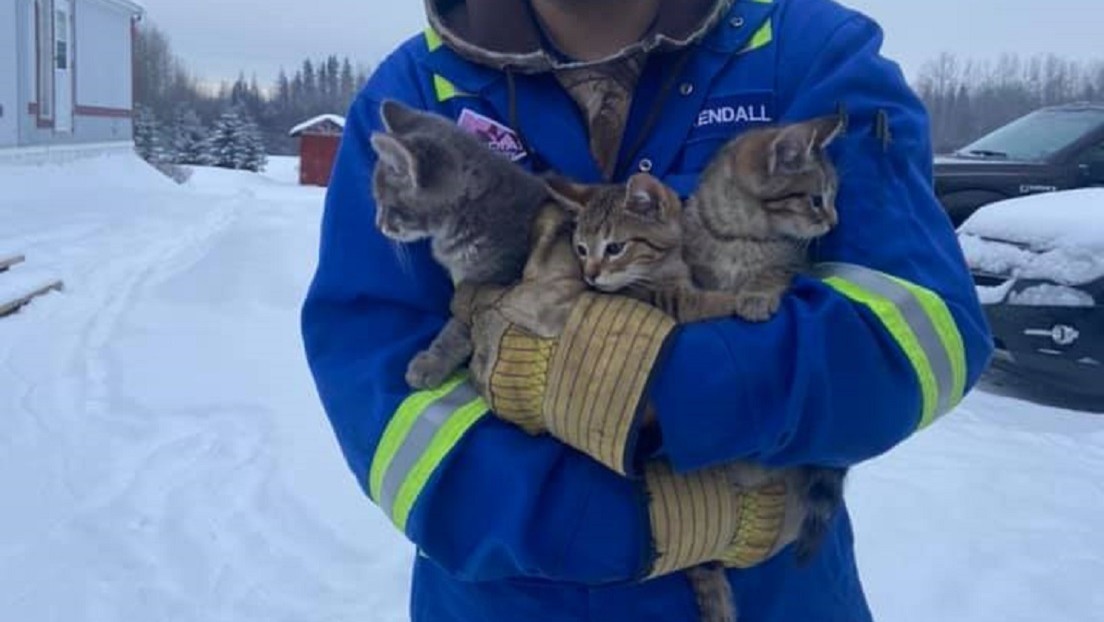 VIDEO: Salva a tres gatitos de morir congelados con ayuda de una taza de café