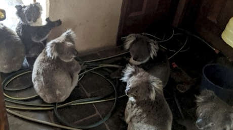 Un bombero australiano salva de las llamas a varios koalas abrazados