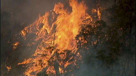 Más de 480 millones de animales murieron en los incendios que convirtieron a Australia en un 'horno'