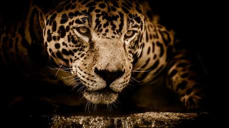 Una mujer termina con el brazo destrozado por acercarse demasiado a la jaula de un jaguar para tomarse una 'selfie'
