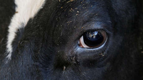 Video de una vaca preñada que está de rodillas y "llorando por su vida" conmociona la Red y reúnen 3.600 dólares para salvarla
