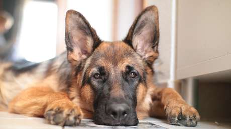 Posa con su perro para una foto y termina severamente herida con una mordida en la cara