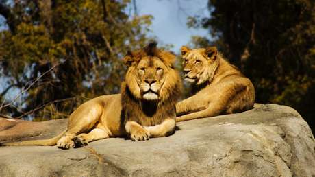 FOTOS: Un hombre lanza un SOS para salvar a un grupo de leones desnutridos en un parque de Sudán