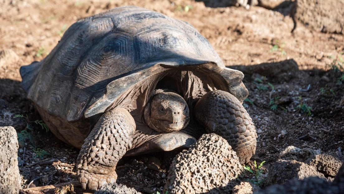 FOTOS: Hallan en las Islas Galápagos 30 tortugas híbridas de dos especies consideradas extintas, entre ellas una pariente del Solitario George