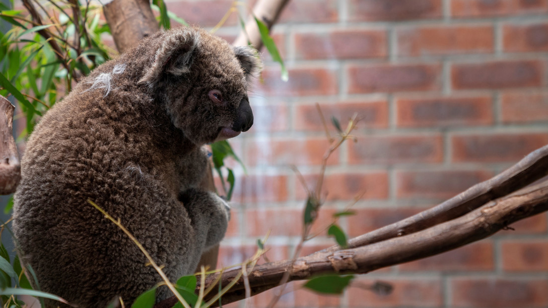 Australia investiga una "masacre" de koalas por la tala de árboles