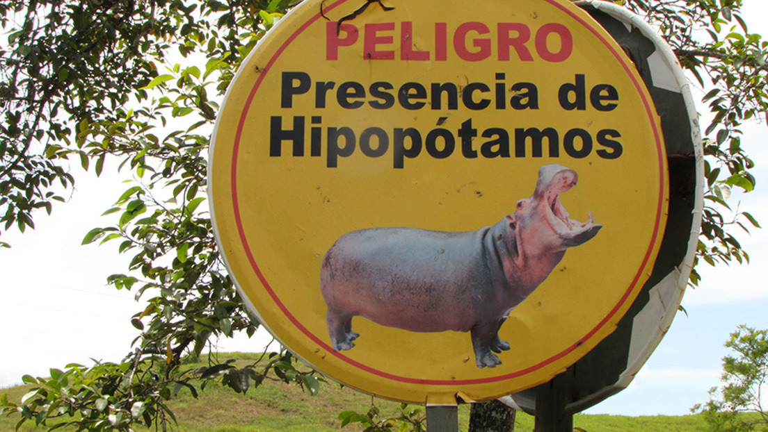 De cuatro ejemplares a más de 80: cómo los hipopótamos de Pablo Escobar ponen en peligro el ecosistema colombiano