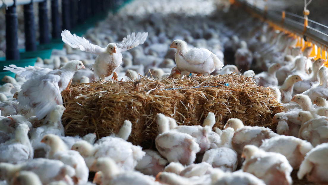 Arabia Saudita y Vietnam registran un brote de gripe aviar altamente patógena