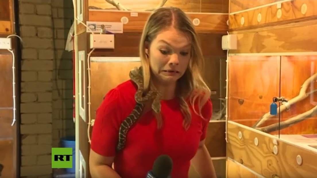Una serpiente aterroriza a una reportera al morder su micrófono (VIDEO)