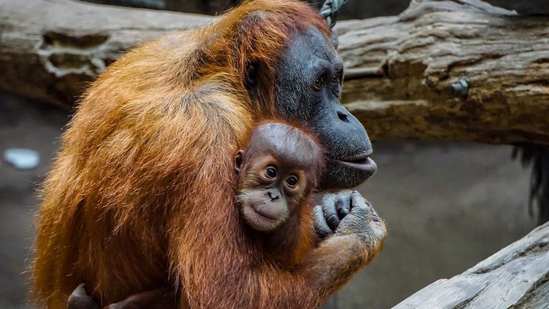 ¿Te echo una mano?: Un orangután ofrece ayuda a un hombre metido en un río con serpientes (FOTO)