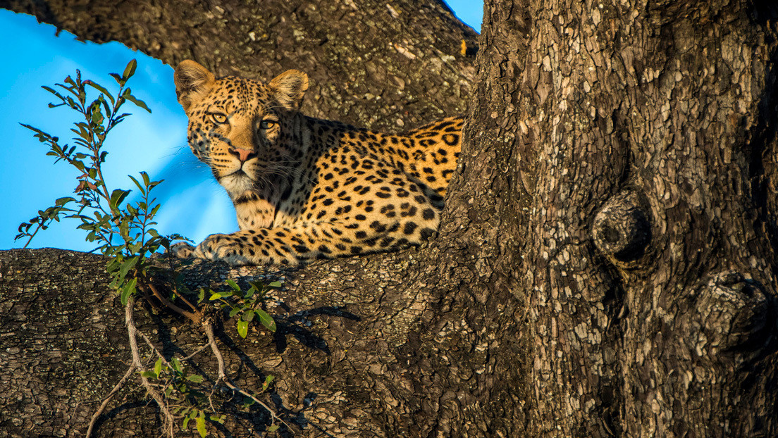 VIDEO: Un leopardo se refugia en un árbol para escapar de un perro