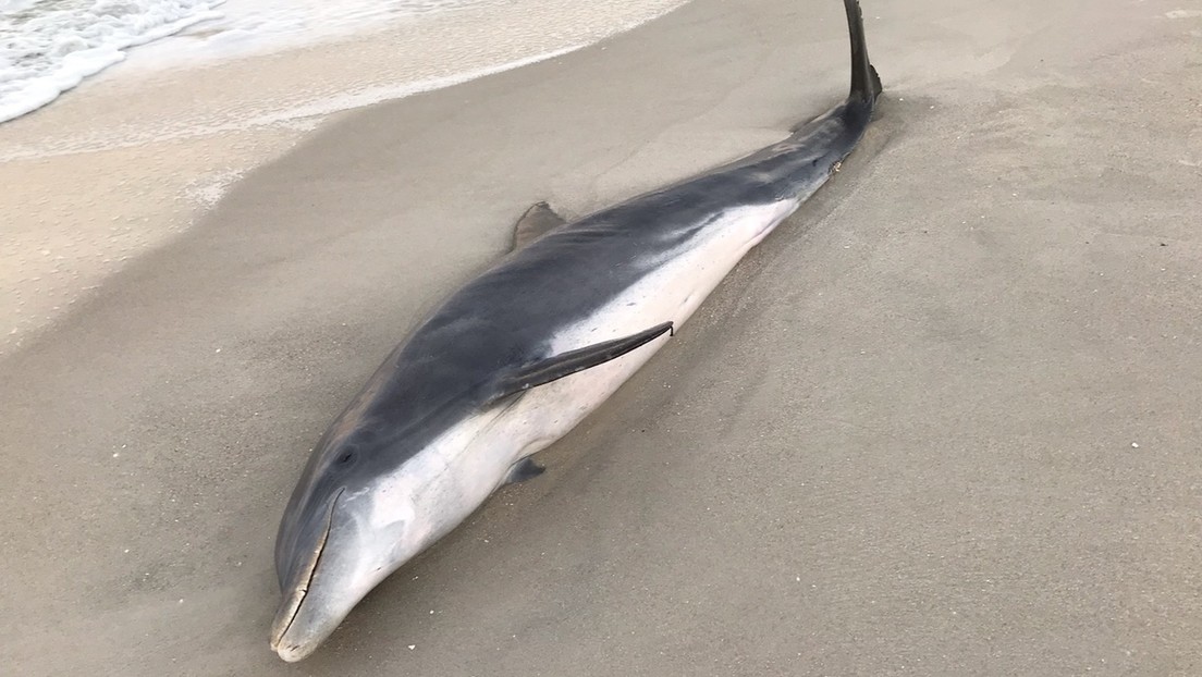 Desconocidos apuñalan y disparan a dos delfines en una playa y se ofrecen 20.000 dólares por información sobre ellos