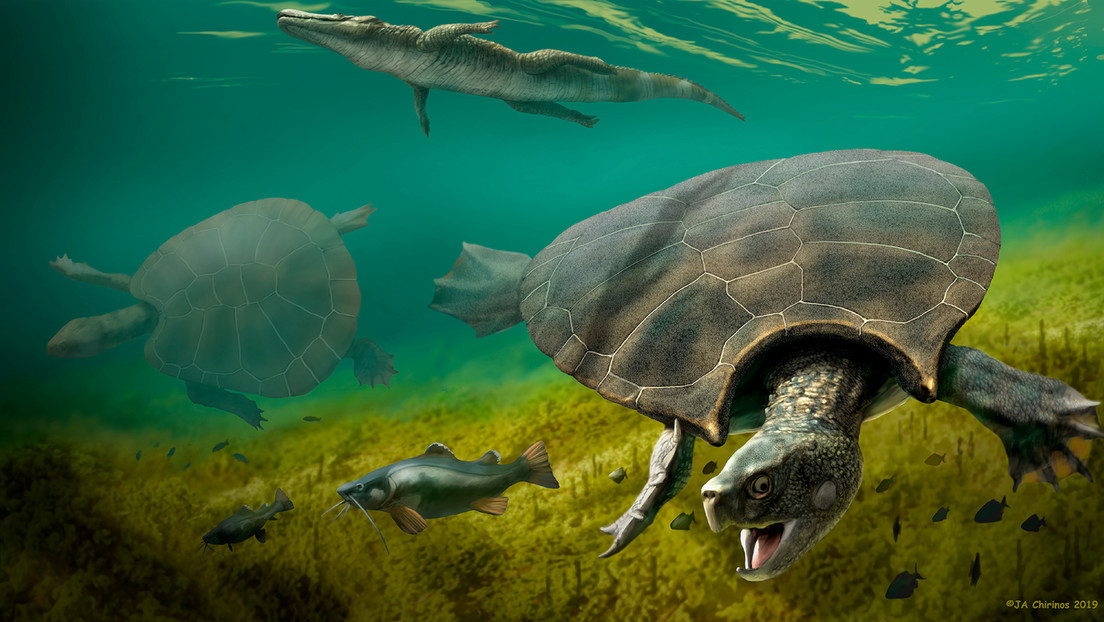 Nuevos fósiles revelan que tortugas gigantes, del tamaño de un automóvil, recorrieron Suramérica