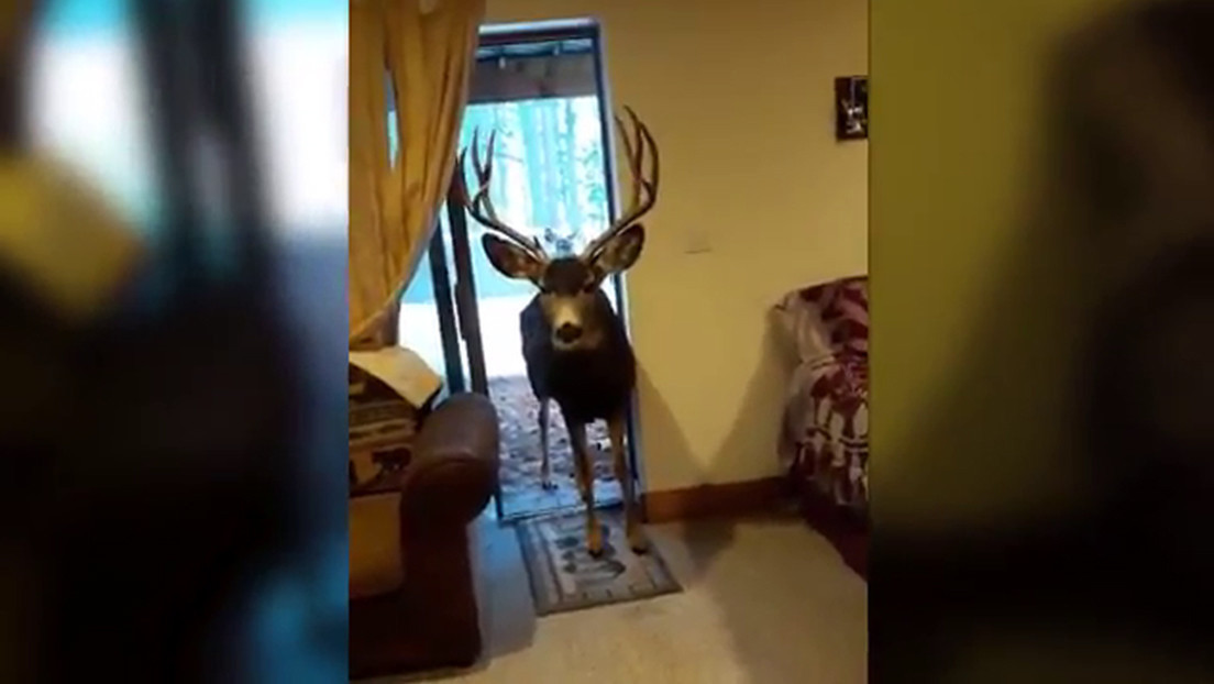 VIDEO: Mujer atrae y alimenta ciervos dentro de su casa y acaba penalizada
