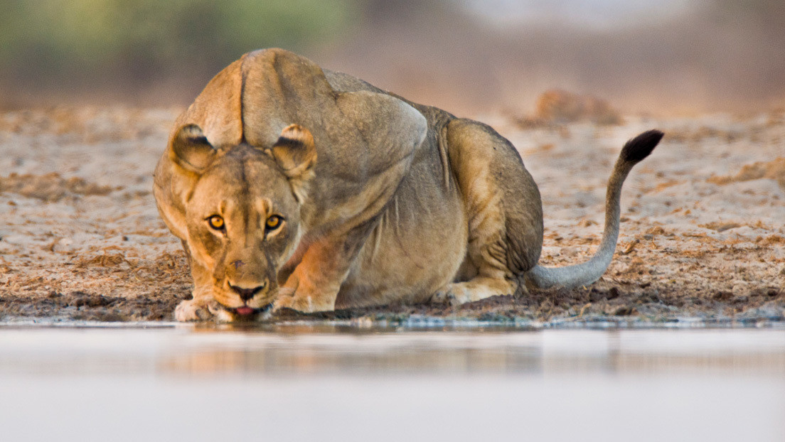 VIDEO: Una leoparda pasa una hora sobre un arbusto espinoso tras evitar el ataque de una leona