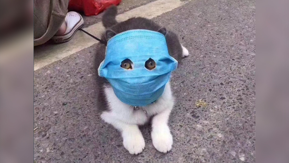 FOTOS: Hasta las mascotas llevan mascarillas en China al tratar sus dueños de protegerlos del coronavirus