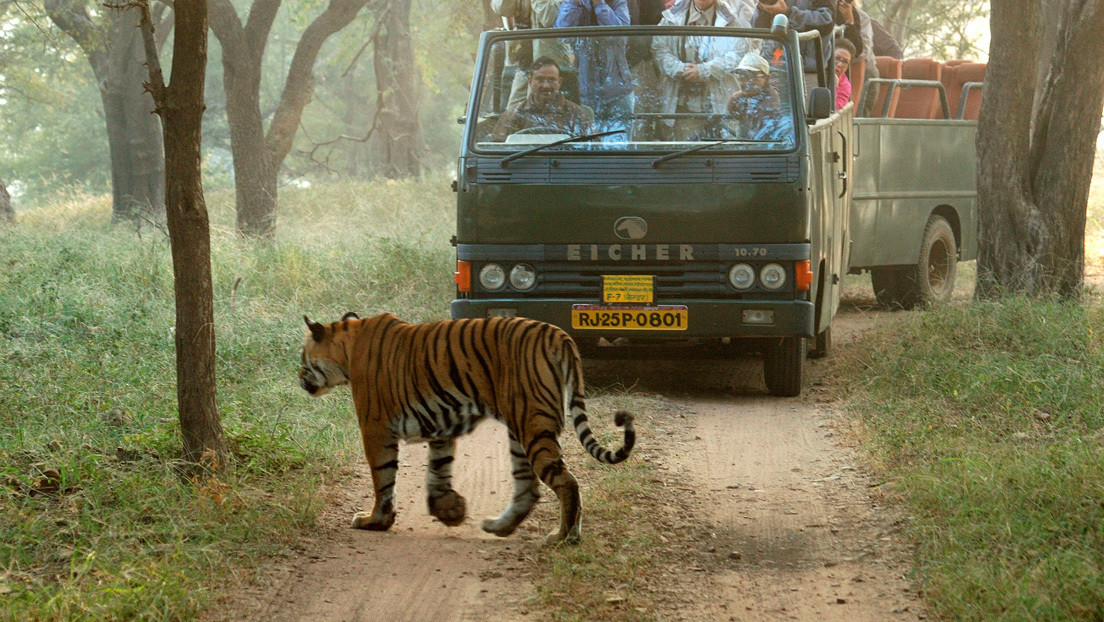 VIDEO: Un tigre ataca un vehículo con unos turistas a bordo durante un safari en la India
