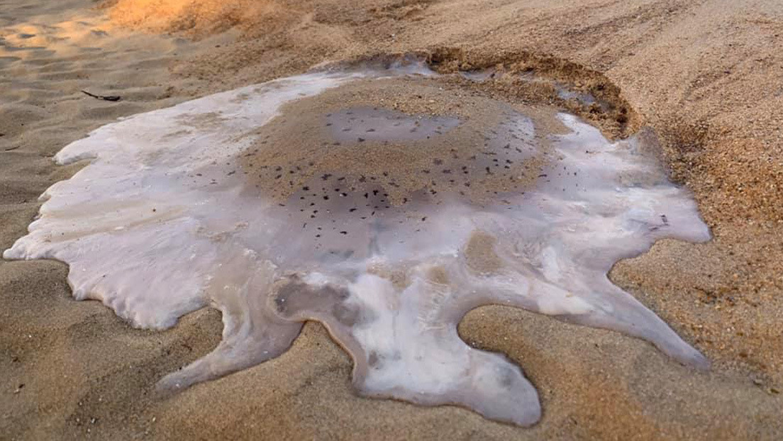 FOTOS: Elevadas temperaturas 'derriten' enormes medusas varadas en una playa australiana