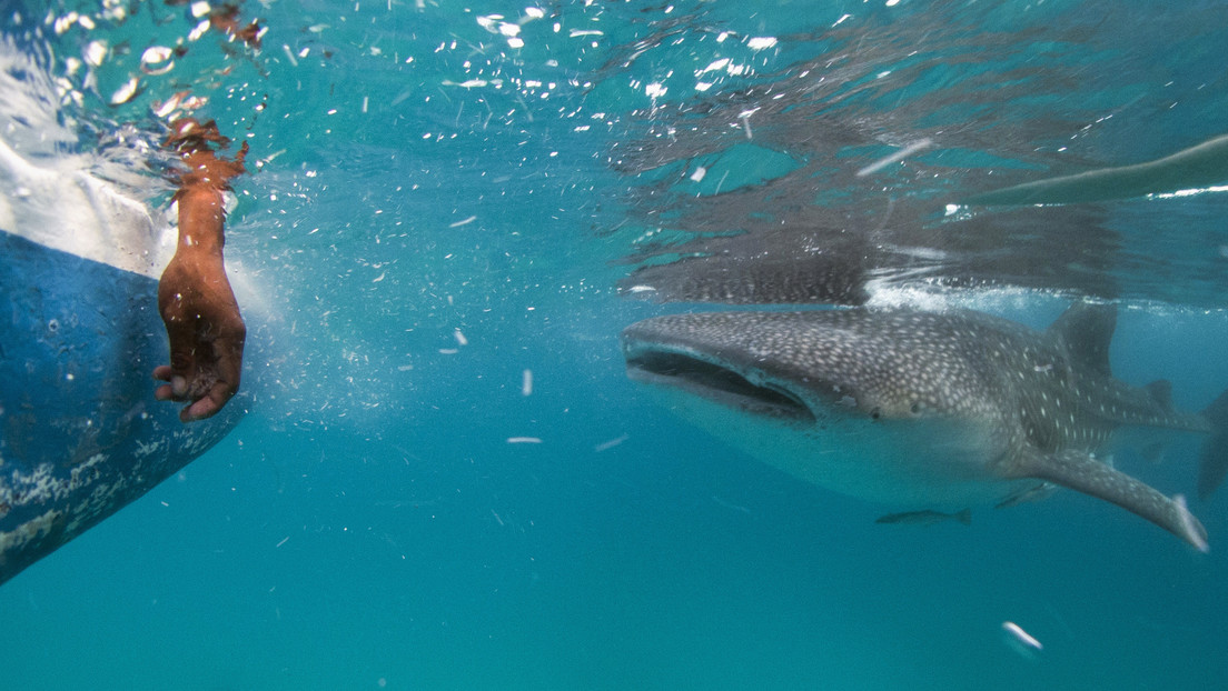VIDEO: El tiburón más rápido del océano ataca un yate de lujo y deja la marca de sus dientes