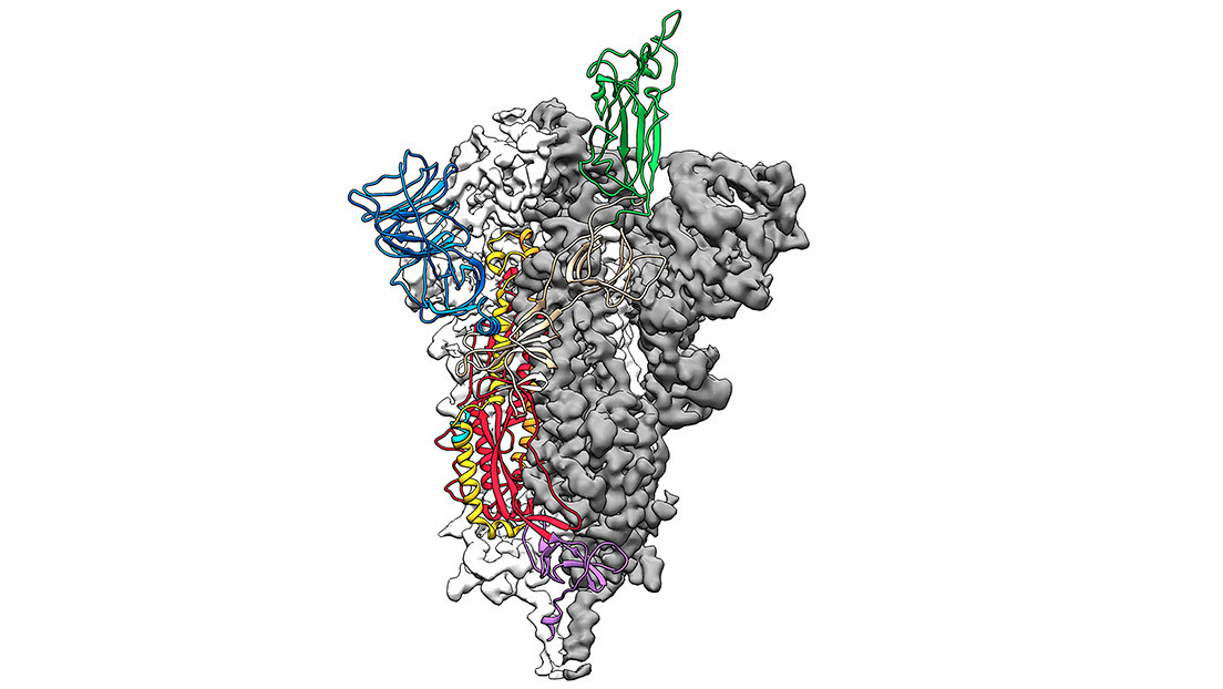 El primer mapa 3D de la estructura atómica del coronavirus abre el camino para el desarrollo de una vacuna