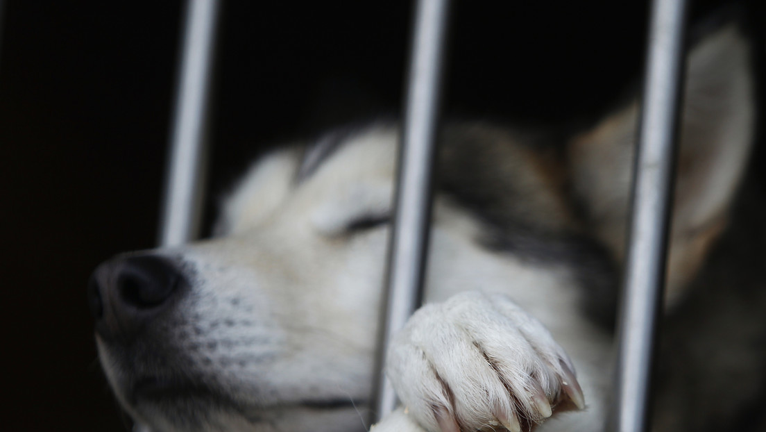 El 'Hachiko' ruso: un perro espera cada día 8 horas a su dueña en la puerta de su trabajo