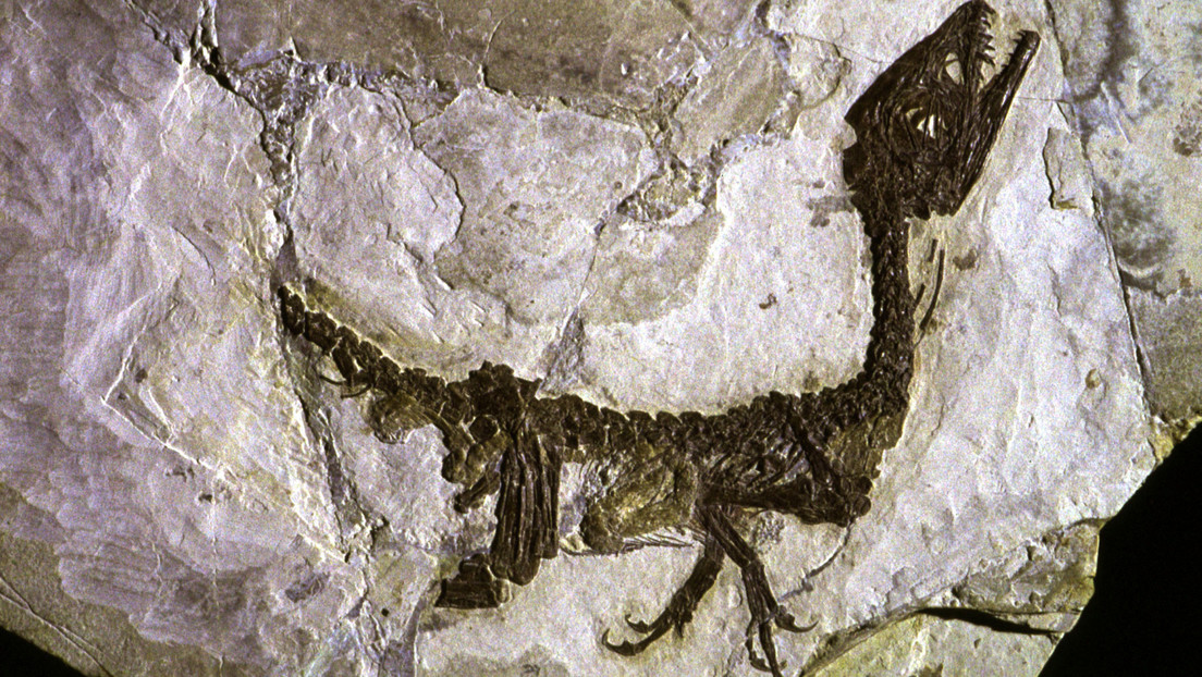 Descubren en Alemania el fósil de un dinosaurio enano nunca visto