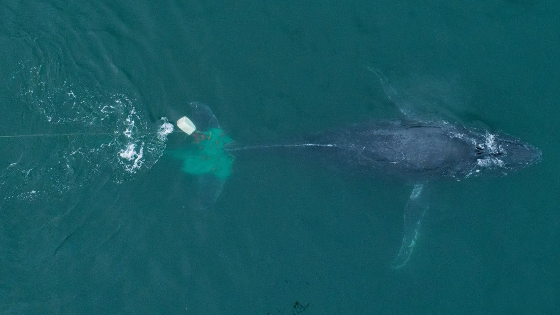 VIDEO: Rescatan a una ballena atrapada en una red de pesca ilegal en México