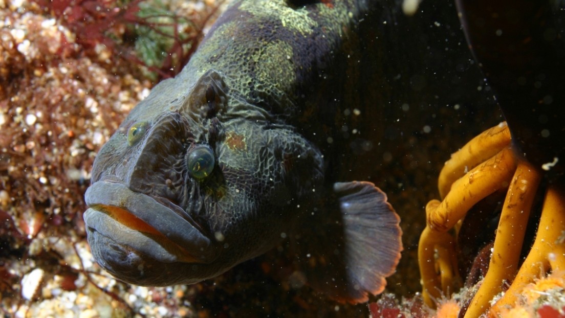 Un pez herbívoro podría ser clave para superar el calentamiento global