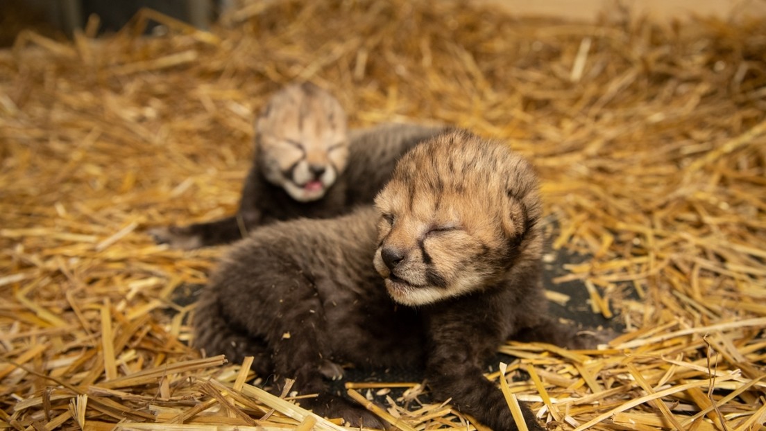 Nacen los primeros guepardos fecundados 'in vitro' y gestados en un vientre de alquiler (VIDEO)