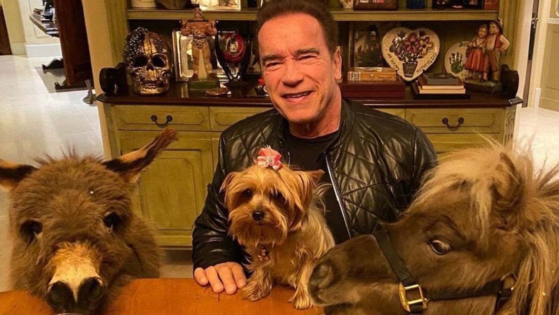 VIDEO: Arnold Schwarzenegger adopta un mini burro como mascota y muestra cómo se instala en su nuevo hogar