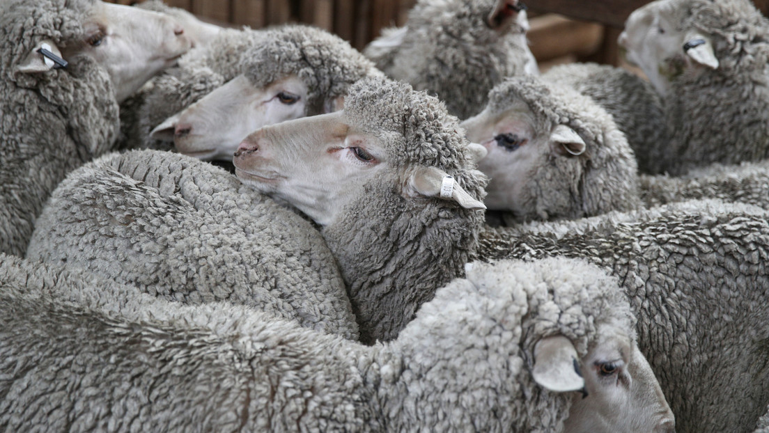 Un video grabado en secreto revela cómo un granjero golpeaba y pateaba violentamente a sus ovejas