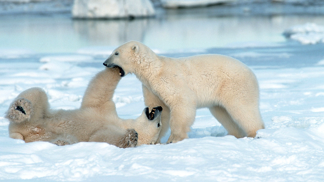 Osos polares se vuelven caníbales debido al cambio climático y escasos alimentos