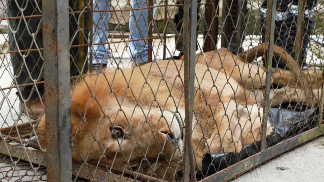 VIDEO, FOTOS: Rescatan en Colombia a un león tan demacrado que ni siquiera puede levantarse