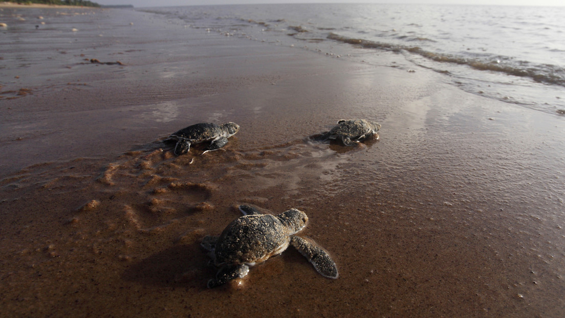 VIDEO: Una tortuga que expulsó más de 14 gramos de plástico vuelve a su hábitat natural en Argentina