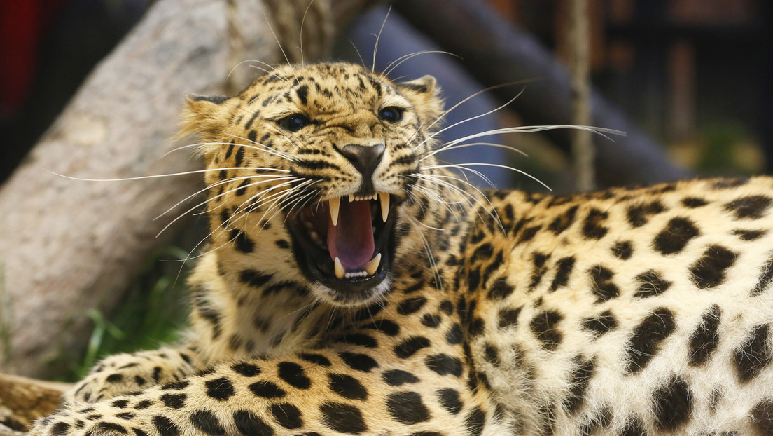 VIDEO: Un imprudente leopardo demuestra cómo no despertar a una hembra dormida