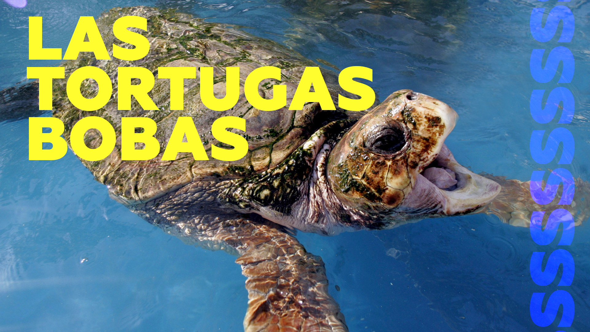 Una especie de tortugas podría quedarse sin machos a causa del calentamiento global