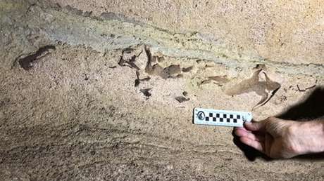 FOTOS: Hallan en EE.UU. la cabeza de un enorme tiburón que vivió hace 340 millones de años