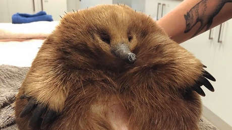 FOTO: Una equidna es atropellada por un coche, pero se salva gracias a su obesidad