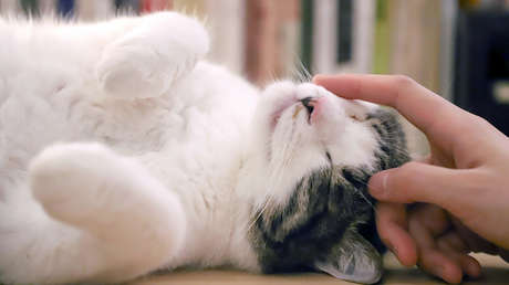 ¿Renace Grumpy Cat? Internautas encuentran una gatita que luce aún más enojada que su antecesora