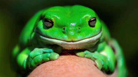 FOTOS: Una valiente rana arborícola australiana ataca a una serpiente muy venenosa y se la come