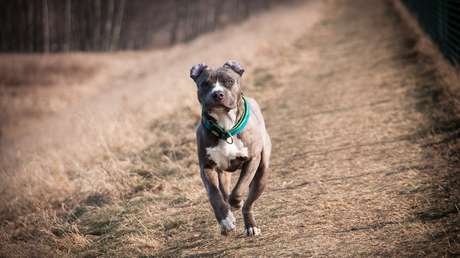 Un hombre mata por error a su amigo con una ballesta cuando trataba de salvarlo del ataque de dos pitbulls
