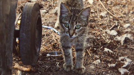 FOTO: ¿Puedes encontrar al gato en medio de esta montaña de basura?