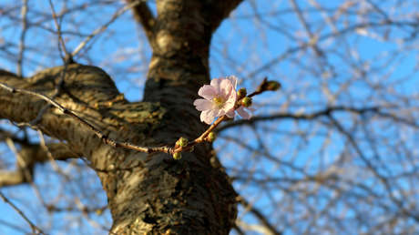 El pasado enero fue el más cálido jamás registrado en el planeta