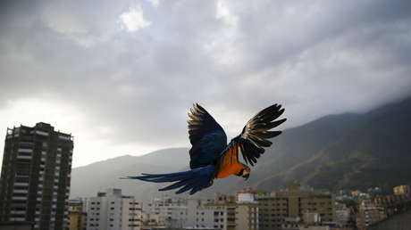 Un 'influencer' venezolano es señalado de alentar el ciberacoso contra una bióloga que le recomendó no tener guacamayas como mascotas
