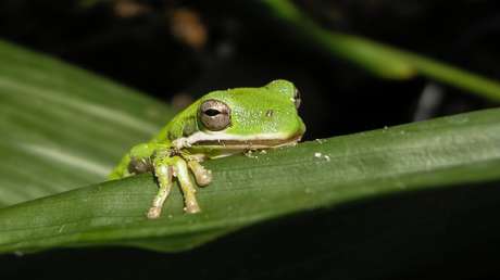 El cambio climático podría acabar con un tercio de las especies de animales y plantas en 50 años