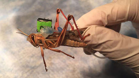 Científicos intentan tranformar saltamontes en 'zapadores cyborg'