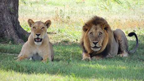VIDEO: Dos leones lamen y juegan con una indefensa cría de antílope durante 20 minutos antes de asestarle un golpe mortal