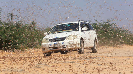 VIDEO: Una gigantesca horda de langostas del desierto entorpece el tráfico en Baréin