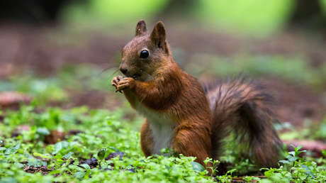 Captan a una ardilla recogiendo plástico para construir su hogar (FOTO)