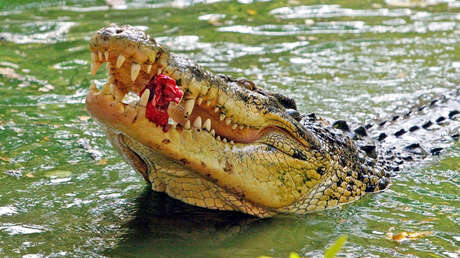 Un osado leopardo roba comida de las fauces de un cocodrilo (VIDEO)