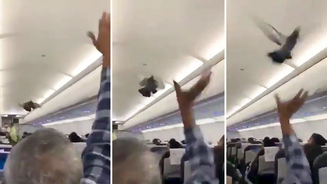 Palomas 'polizón' causan revuelo en un avión cuando se disponía a despegar en la India (VIDEO)